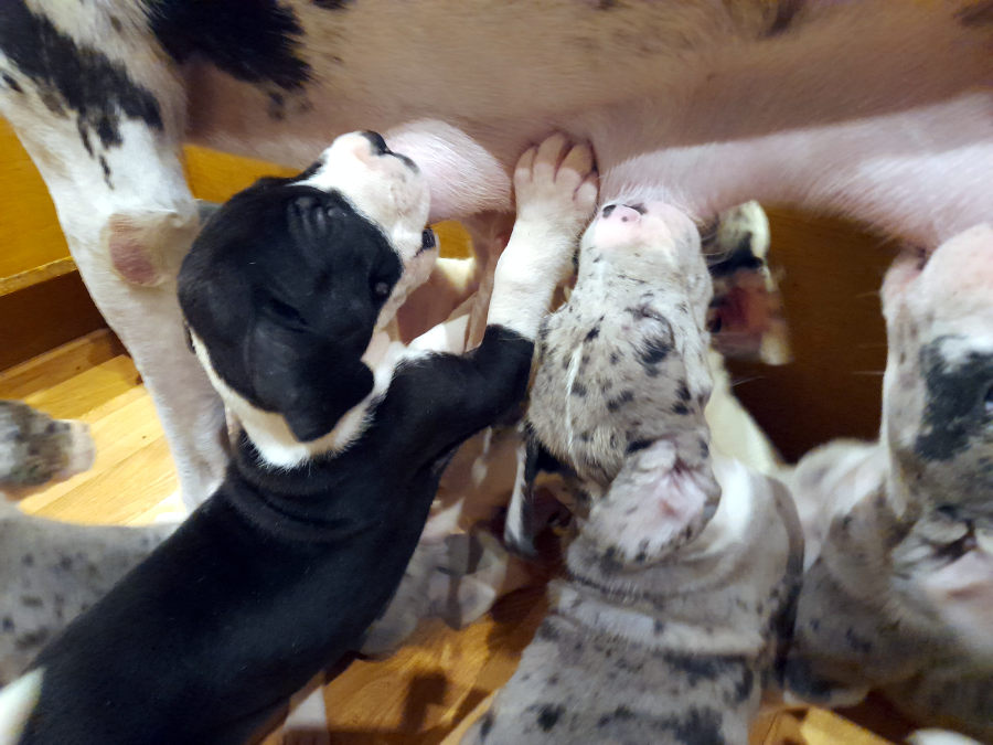 Doggenwelpe am Gesäuge